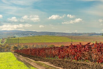 A dirt road along autumn vineyards with dark burgundy leaves on a sunny day in late October