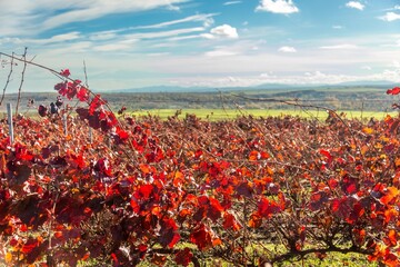 bright red and burgundy leaves of autumn vineyards on a sunny day in late October