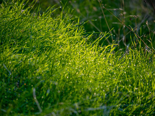 green grass in the morning