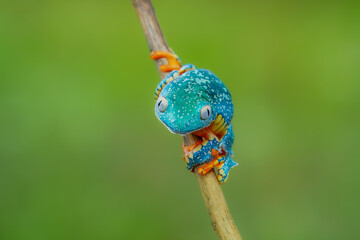 Naklejka premium Cruziohyla craspedopus, the fringed leaf frog or fringed tree frog. It is found in the Amazonian lowlands in Brazil, Colombia, Ecuador, and Peru, and possibly in Bolivia