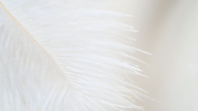 Fluffy soft warm white feather close-up, stock footage