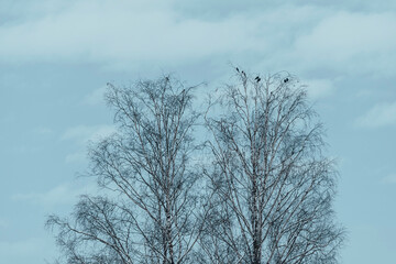 Winter birches of Lenaparken park, Toten, Norway.