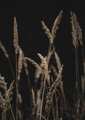 Fototapeta premium ears of wheat in the wind