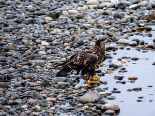 Young bald eagle on a river bank