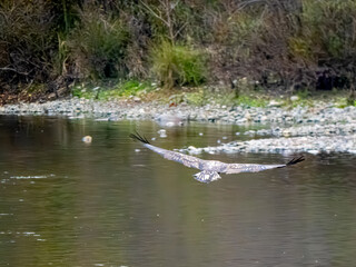Young bald eagle on a river bank
