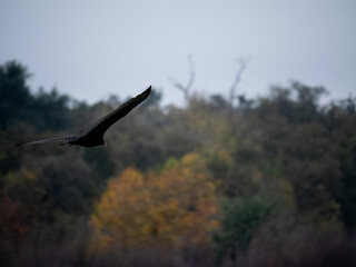 Turkey vulture in flight