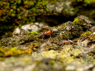 ants on a tree macro