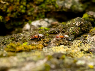 ants on a tree macro