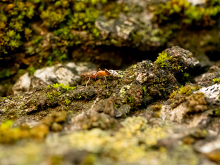 ants on a tree macro