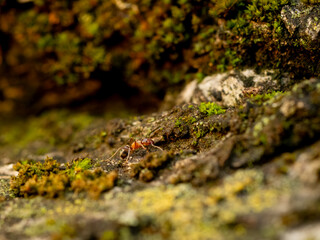 ants on a tree macro