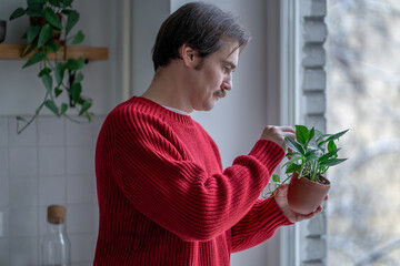Interested man caring checks leaves of houseplant Epipremnum Sebu in clay pot at home. Focused male in sweater standing by window, holding potted indoor plant in hand inspects for insects. Plant lover