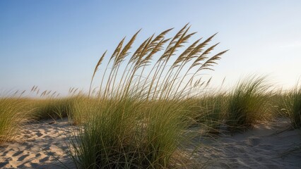 Tall beach grass swaying in the gentle breeze under a clear blue sky