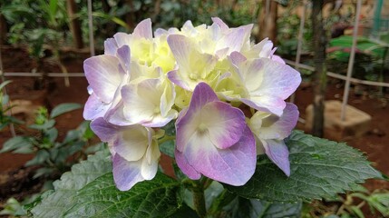 Cluster of pale purple and yellow blossoms displays intricate petal textures against a blurred garden backdrop