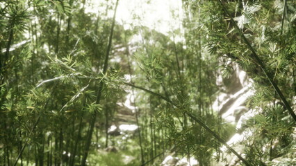 Sunlight filters through the dense bamboo, casting gentle shadows on the vibrant green foliage. A serene atmosphere invites exploration and reflection in this secluded natural paradise.