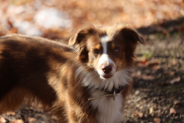Australian Shepherd Dog in Autumn Forest