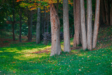 bright sunny forest edge grass lawn vivid colorful summer woods landscape trees green environment