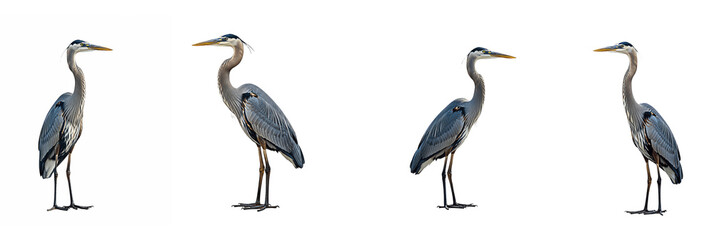 Obraz premium Set of Great Blue Heron with Oil Paint PNG, white background