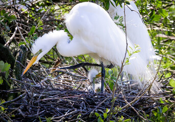 Great Egret in nest with baby egret at an alligator farm rookery in Florida.