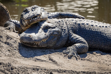 American Alligators in an alligator farm in Florida.