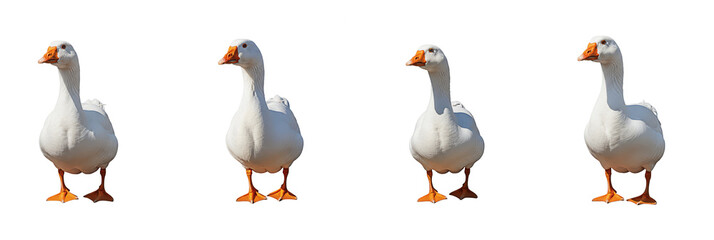 Set of Goose with Oil Paint PNG