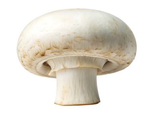 Fresh raw organic boletus edulis mushrooms with brown caps are isolated on a white background as a healthy forest fungus ingredient