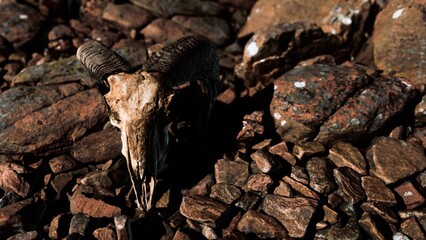 A ram skull lies amidst a bed of coarse, colorful rocks under the gentle sunlight. The ancient bones tell stories of wildlife in their natural habitat, evoking a sense of history and natures beauty.