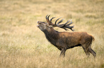 Naklejka premium Deer male buck ( Cervus elaphus ) during rut