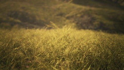 Vibrant green grasses shimmer in the golden light of a serene afternoon. Rolling hills create a peaceful backdrop as nature flourishes in this tranquil setting filled with warmth.