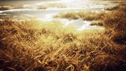 Lush golden grasses sway softly in the warm evening breeze near a serene lake. The sun casts a golden hue, illuminating the peaceful landscape at twilight.
