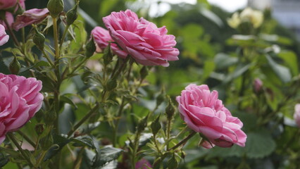 Canadian pink rose, blooming, many buds