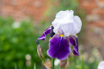 Close up of a purple iris flower in bloom