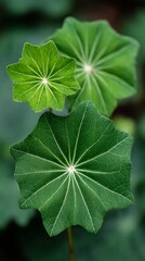 Close-up of three bright green, star-shaped leaves with radiating veins against blurred foliage
