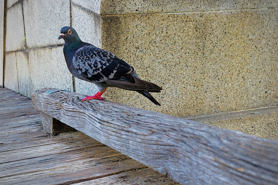 The Dove's Posture
