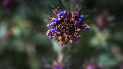 A Single Flower Head Fills The Frame Like A Tiny, Ornate Planet. 