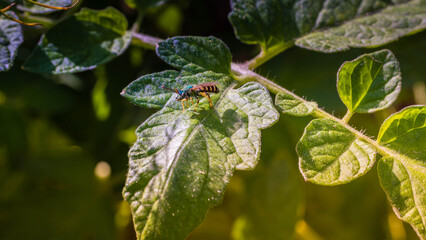 A Close, Intimate Garden Moment: A Small, Wasp‑Like Insect Perches On The Broad, Slightly Crinkled Surface Of A Green Leaf. 