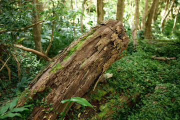 Moss-covered fallen tree trunk in humid rainforest, Flores Island, Azores