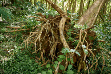 Uprooted tree with exposed roots in dense rainforest, Flores Island, Azores