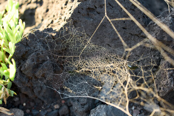 Spiderweb on Sunlit Volcanic Rock
