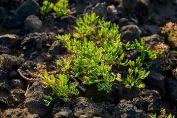Green Coastal Vegetation on Lava Rocks