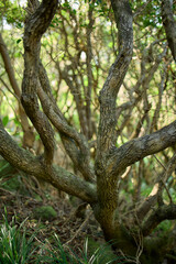 Twisted Forest Trunks in Dense Green Woods