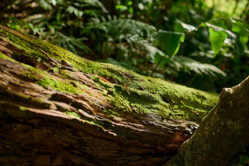 Moss-covered fallen tree trunk in dense rainforest, Flores Island, Azores