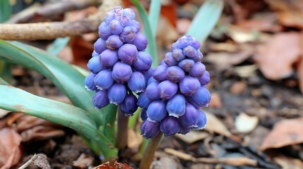 Close-up of two grape hyacinth flower clusters in vibrant purple hues, set against foliage