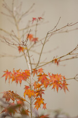 Vibrant Autumn Colors of Japanese Maple Leaves Against a Neutral Beige Background, Shallow Focus