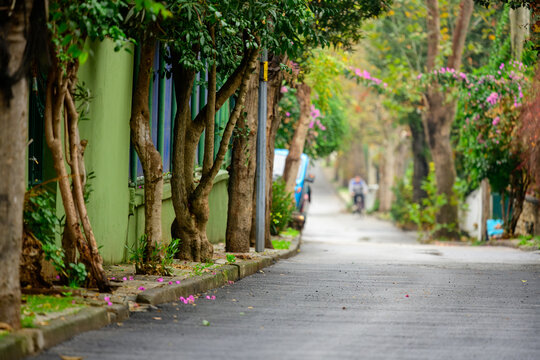Natural Green Street Background with Lush Trees and Botanical Flowers, Calm Relaxation Wellness Concept with Copy Space, Eco Friendly Sustainability Poster Wallpaper Banner