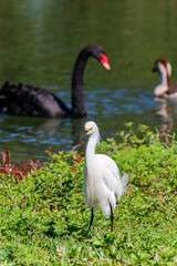 Close-up of a snowy egret on a lake shore, with white plumage and yellow beak, in sharp focus against green water and red and green foliage.