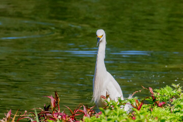 Close-up of a snowy egret on a lake shore, with white plumage and yellow beak, in sharp focus against green water and red and green foliage.