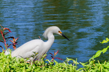 Close-up of a snowy egret on a lake shore, with white plumage and yellow beak, in sharp focus against green water and red and green foliage.