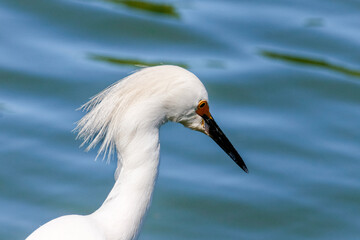 Close-up of Snowy Egret (Egretta thula) with black bill and orange loral area, against vibrant blue water. Fauna, nature, wildlife.