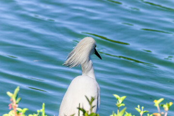 Close-up of Snowy Egret (Egretta thula) with black bill and orange loral area, against vibrant blue water. Fauna, nature, wildlife.