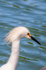 Close-up of Snowy Egret (Egretta thula) with black bill and orange loral area, against vibrant blue water. Fauna, nature, wildlife.